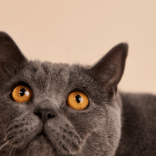 Load image into Gallery viewer, Letter U Pet Charm