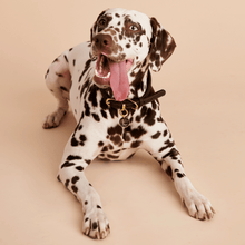 Load image into Gallery viewer, Letter B Pet Charm