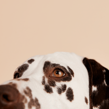 Load image into Gallery viewer, Letter I Pet Charm
