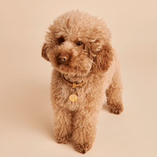 Load image into Gallery viewer, Letter U Pet Charm