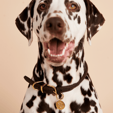 Load image into Gallery viewer, Letter Y Pet Charm