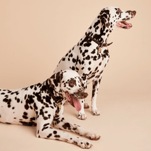 Load image into Gallery viewer, Letter S Pet Charm
