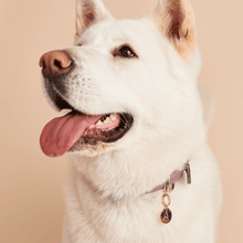 Load image into Gallery viewer, Letter U Pet Charm

