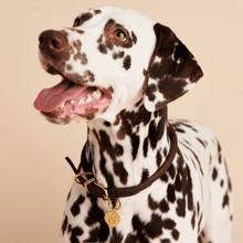 Load image into Gallery viewer, Letter U Pet Charm
